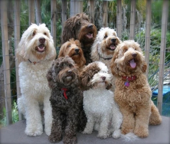 Group picture of some of our beautiful dogs