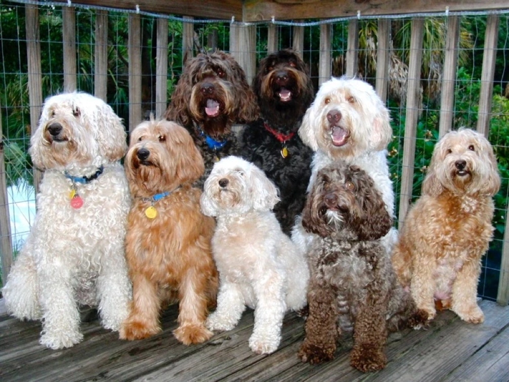Grouip picture of several of our Australian Labradoodles